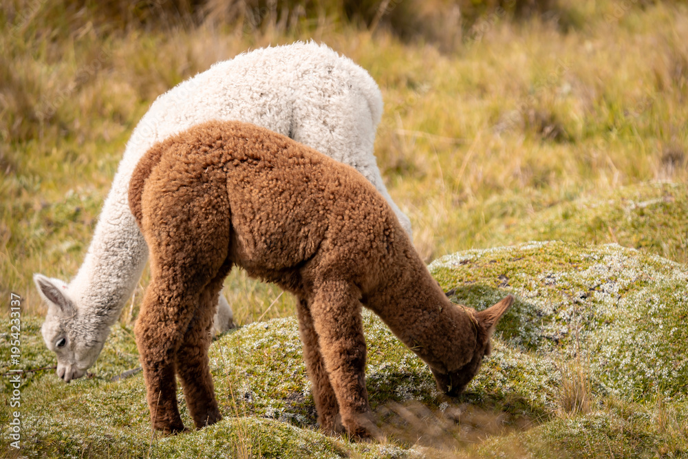 Fototapeta premium Alpaca en los andes de ecuador 