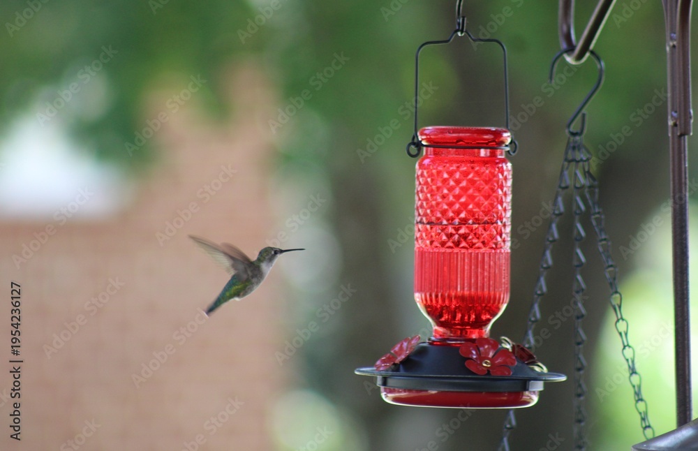 Fototapeta premium hummingbird on feeder