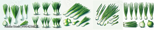 Green Onion Vector Illustration Collection