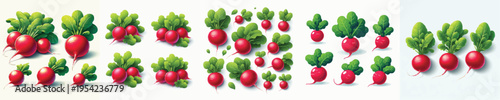 Radish Vector Illustration Collection