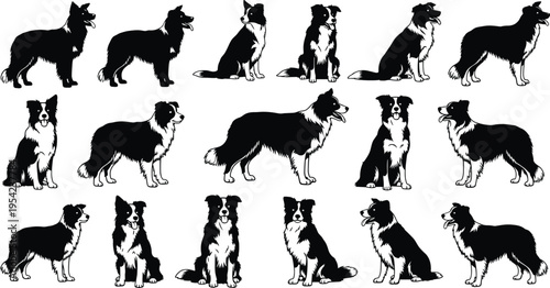 Border collie dog silhouettes collection with black and white sheepdogs in various poses including sitting standing and walking isolated on white background for pet design