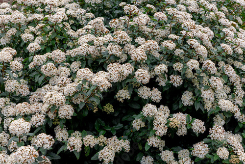Selective focus of bush white pink flowers in garden with green leaves, Laurustinus (Viburnum tinus) is a species of flowering plant in the family Adoxaceae, Nature floral pattern, Greeney background.