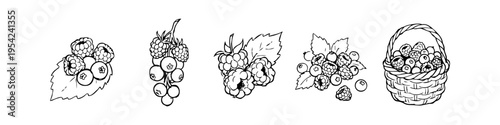 Set of five hand-drawn sketches of berries including raspberries, blueberries, and currants in a basket. Detailed black and white line art illustration on a clean white background.