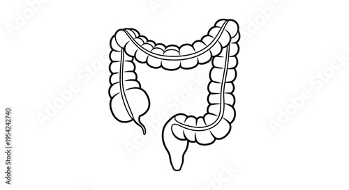Illustration of the human large intestine showcasing its coiled structure