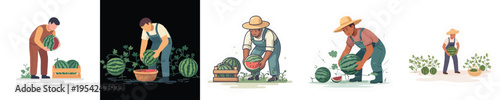 Vector Illustration of Farmer Harvesting Watermelon