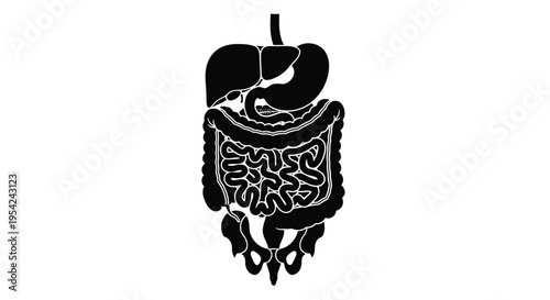 Anatomical illustration of the human digestive system in black and white