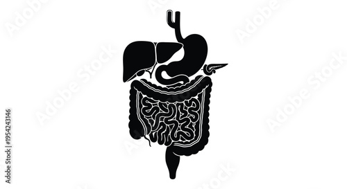 Anatomical illustration of the human digestive system in black silhouette