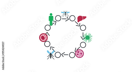 Cell Division Process Biological Illustration.