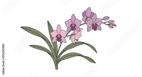 Pink Orchid Flower Plant Closeup View.