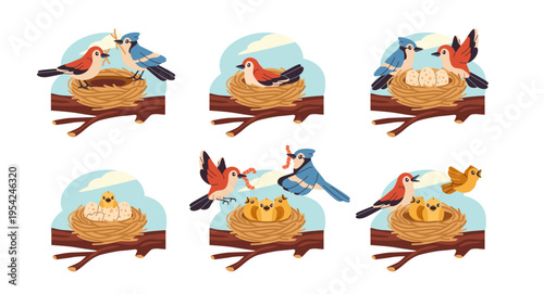 Set of cute nesting birds. Couple of small birds build nests, hatches eggs, feed and protect their offspring. Nature and Wildlife. Flat vector illustration collection isolated on background