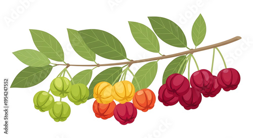 A colorful illustration of a fruit branch with green leaves and multicolored fruits in various stages of ripeness.