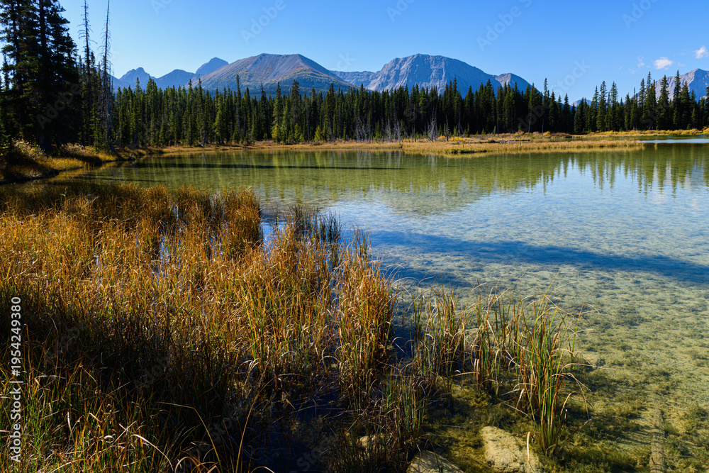Obraz premium Marshy edge of Mud Lake reflects surrounding forest and mountains, with tall reeds in foreground 
