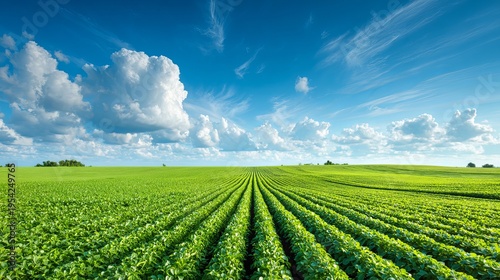 A vast green field of crops under a blue sky with white clouds