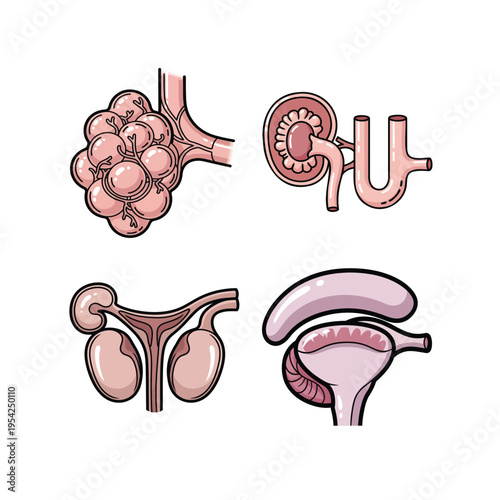 Human Organ Anatomy Illustration Set Featuring Lung Alveoli, Kidney, and Reproductive System for Medical Education