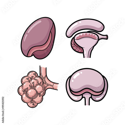 Human Organ Anatomy Illustration Set with Lung Alveoli, Uterus, and Internal Organs for Medical Education
