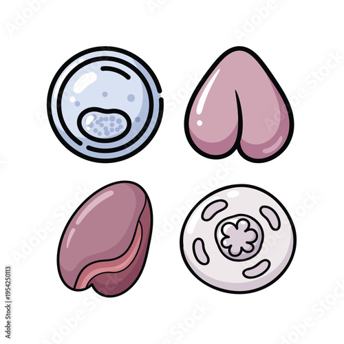 Human Cell and Organ Illustration Set Featuring Cell Structure and Internal Anatomy for Education
