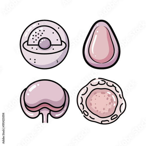Cell Biology Illustration Set with Human Cell Structure and Organelle Diagrams for Education