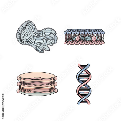 Molecular and Cell Biology Illustration Set with DNA Helix, Cell Membrane, and Organelle Structure for Education