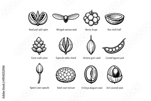 Valve half icon shell simple open achene piece vector generation image diagram