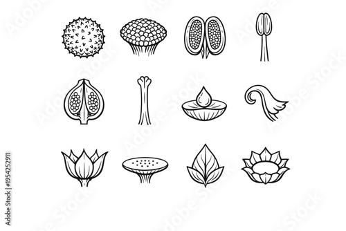 Piece image generation dot icon ovary filament vector floral simple ring disk