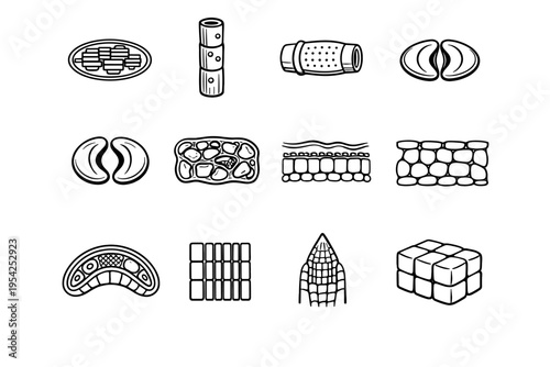 Vascular guard pair image icon sieve cell generation vector simple mesophyll strip