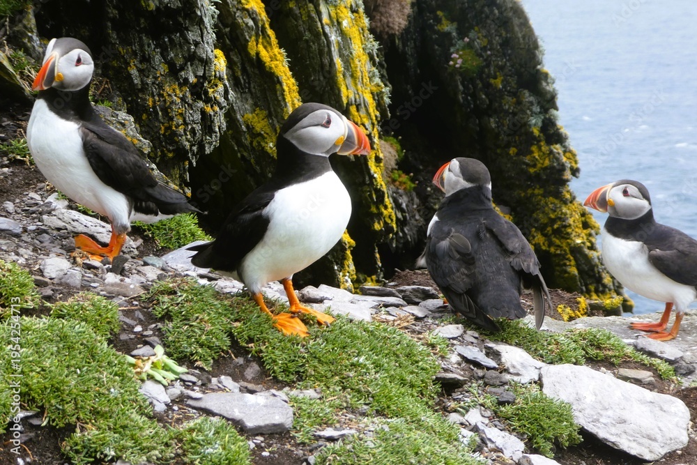 Fototapeta premium A group of atlantic puffins (Fratercula arctica) gather near a rock wall on Skellig Michael UNESCO World Heritage Site, Skellig Islands, Ireland