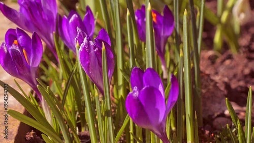Flower border with spring vibrant purple crocus and snowdrop flowers in a sunlit spring garden, conveying renewal, freshness and early-season beauty in a natural outdoor setting.