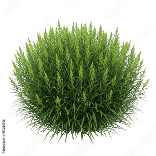 A green bush with many leaves isolated on transparent background