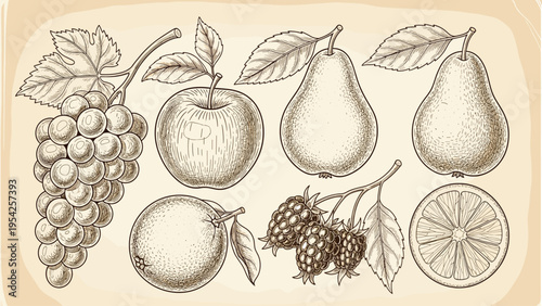 Classic Fruit Engraving Collection: Vintage Hand-Drawn Illustrations of Grapes, Apple, Pears, Orange, Blackberries, and Lemon Slice on a Textured R...