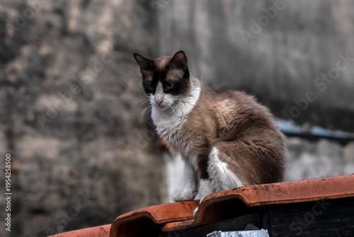 A beautiful mixed-breed cat with striking dark facial markings and light-colored eyes calmly on a terracotta tile roof, looking intently and curiously in a classic urban scene.