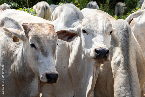 Herd of Nelore cattle grazing in a pasture on the brazilian ranch