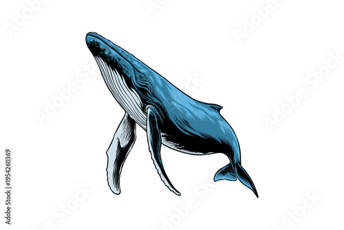Blue Whale Swimming Illustration