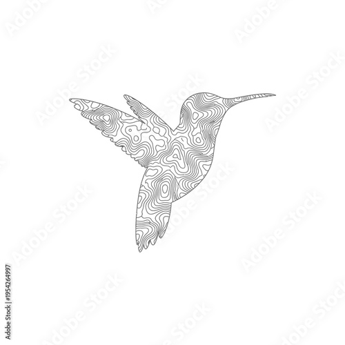 Hummingbird flying bird silhouette with topographic map contour line decoration