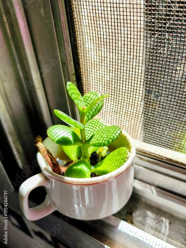 close view of a succulent plant growing inside an old small coffee white cup. placed next to a window