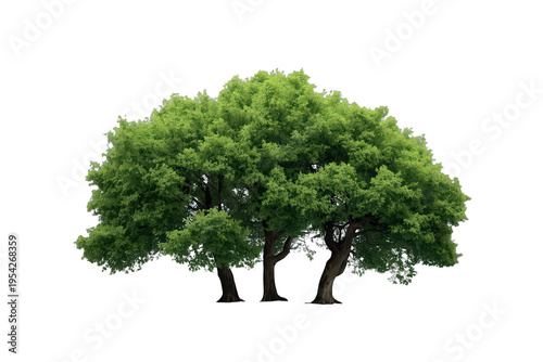 Three green trees featuring lush foliage and sturdy trunks, presenting nature's growth and environmental vitality, isolated on transparent background