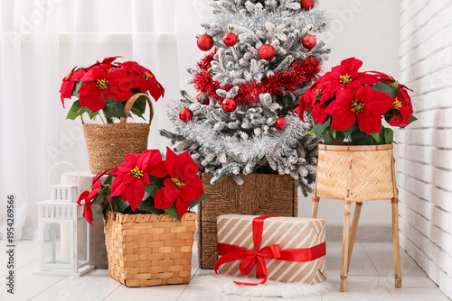 Beautiful plants poinsettia...