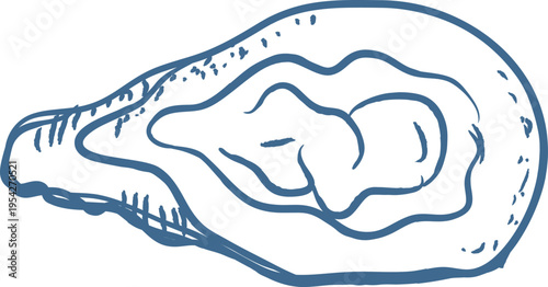 Oyster Shell Outline Sketch
