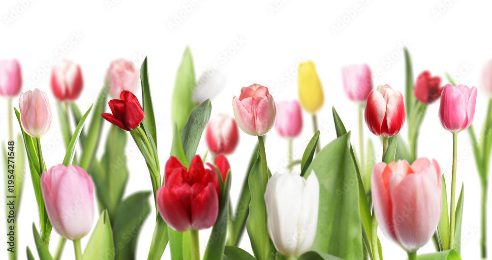 Obraz premium Colorful tulip flowers on white background. Spring season