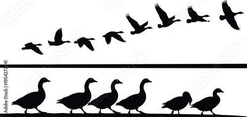 Black silhouettes of wild geese flying in formation and walking in a line on a white background for vector nature illustration and wildlife design projects.