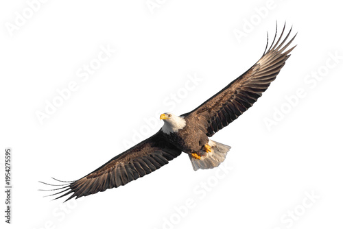 american bald eagle