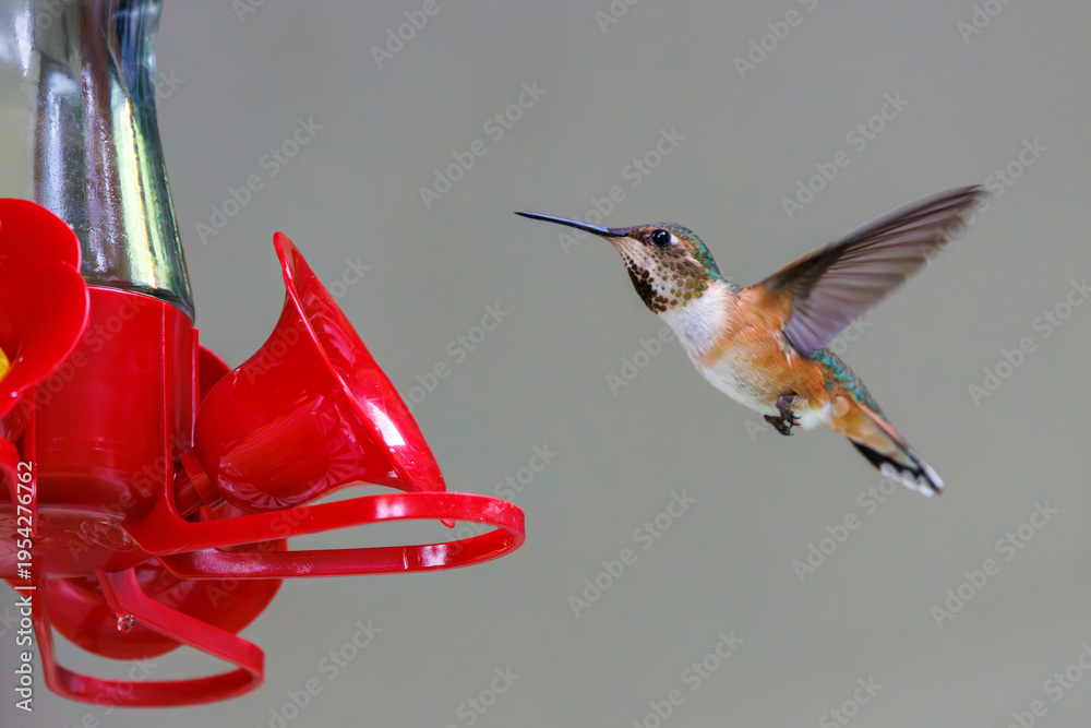 Fototapeta premium Rufous Hummingbird at Feeder