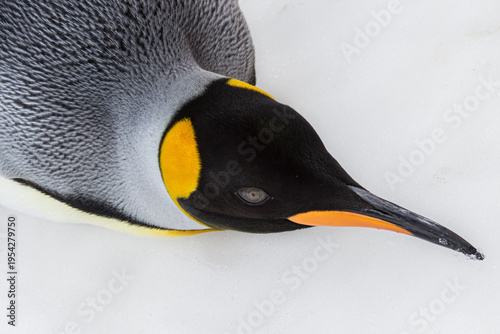 ペンギン、皇帝ペンギン
