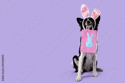Border Collie dog in bunny ...