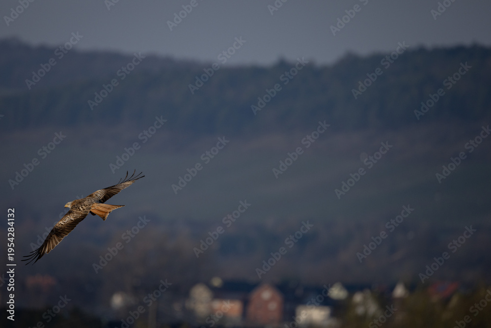 Obraz premium Red kite (Milvus milvus) flying over rural landscape – bird of prey in natural habitat