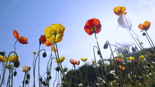Backlit colorful poppy field filmed from a low angle in slow motion.