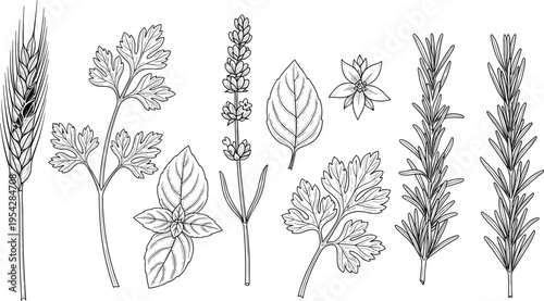 Hand drawn herbal plants and leaves set including rosemary, basil, parsley and lavender botanical vintage line art illustration