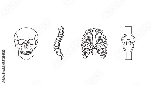 Human Skeleton Anatomy Illustration Medical Skeletal System Diagram Isolated on White