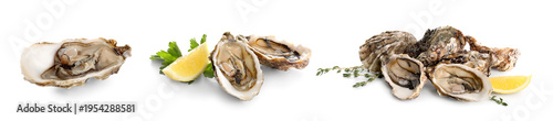 Foto Set of fresh raw oysters on white background