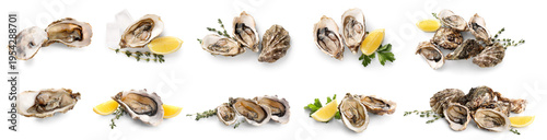 Photos Set of fresh raw oysters on white background