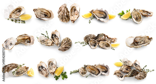Canvastavla Set of fresh raw oysters on white background